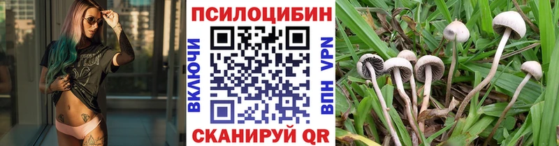 Галлюциногенные грибы Psilocybe  Тейково 